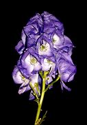 Image result for Purple Petal Night Flower