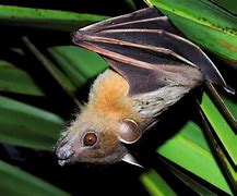 Image result for Fruit Bat Facts