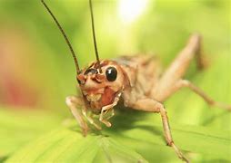 Image result for Where Crickets Live