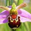 Image result for Weird Flower Names
