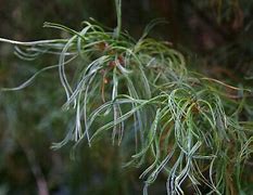 Image result for Pinus strobus Smokey Hollow