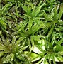 Image result for Moss Types