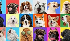 Image result for Dog Breeds Collage