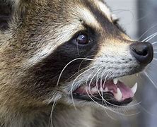 Image result for Raccoon Dog Teeth