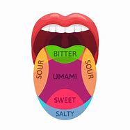 Image result for Sense of Taste Tongue Diagram