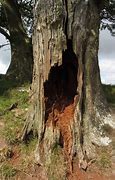 Image result for Hollow Tree Trunk Owl Phone Case