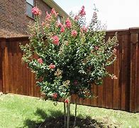 Image result for Tuscarora Crape Myrtle Growth Rate