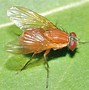 Image result for Humanoid Fly