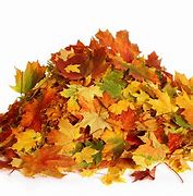 Image result for Autumn Leaves Pile