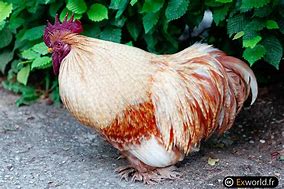 Image result for Micro Coq