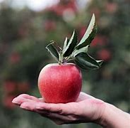 Image result for Alabama Fruit Trees Red Apple