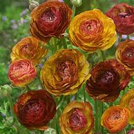 Image result for Ranunculus asiaticus Aviv Picotee -rose-