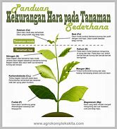 Image result for kekurangan magnesium pada tanaman