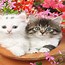 Image result for iPad Wallpapers Cute Cats