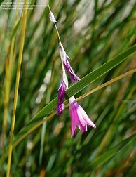 Image result for Dierama mossii