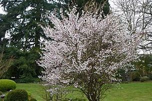Image result for Prunus incisa Kojo-no-mai