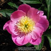 Image result for Paeonia Wladyslawa (Lactif-S-Group)