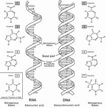 Image result for DNA vs RNA Structure