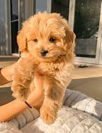 Image result for Super Cute Puppies