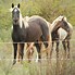 Image result for Grulla Rocky Mountain Horse
