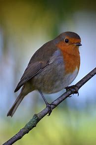 Image result for Beautiful Red Robin Bird