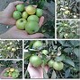 Image result for Facts About Apple Fruit