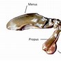 Image result for Pet Shrimp