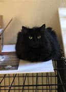 Image result for Black Cat Loafing