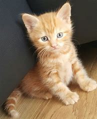 Image result for Ginger Cat Kitten