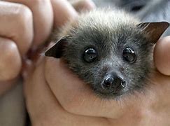 Image result for Baby Fruit Bat