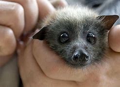 Image result for Fruit Bat Face