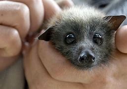 Image result for Fruit Bat Pup