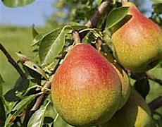 Pyrus communis Rode Poire Williams 的图像结果