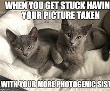 Image result for Gray Cat Meme