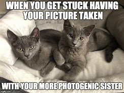 Image result for Sibling Love Cat Meme