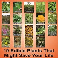 Image result for Edible Plants Looks Like Chi Tea Pods