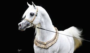 Image result for All White Arabian Horse