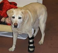 Image result for Dog Broken Leg