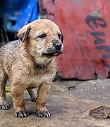 Image result for Stray Puppy