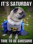 Image result for Saturday Dog Memes