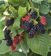 Image result for Triple Crown Blackberries