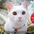 Image result for Galaxy Cat Beautiful