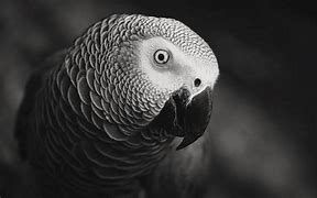 Image result for Galaxy Note Wallpaper African Grey