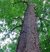 Image result for White Oak Tree 100 Year Old