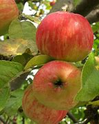 Image result for Ambrosia Apples