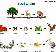 Image result for Food Chain Examples