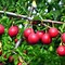 Image result for Baby Red Apple Plant