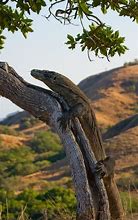 Image result for Adult Komodo Dragon Climbing Tree