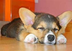 Image result for Slepping Puppy