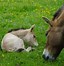 Image result for Przewalski Horse